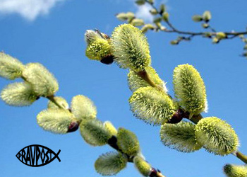 zelebnaya-kasha-iz-pochek-verbi